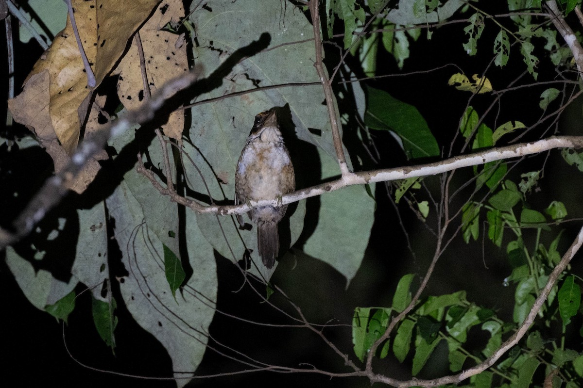 Hook-billed Kingfisher - ML611149396