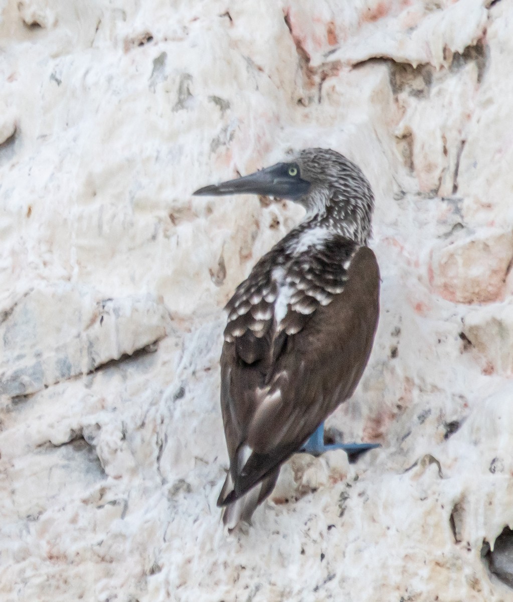 Blue-footed Booby - ML611149404