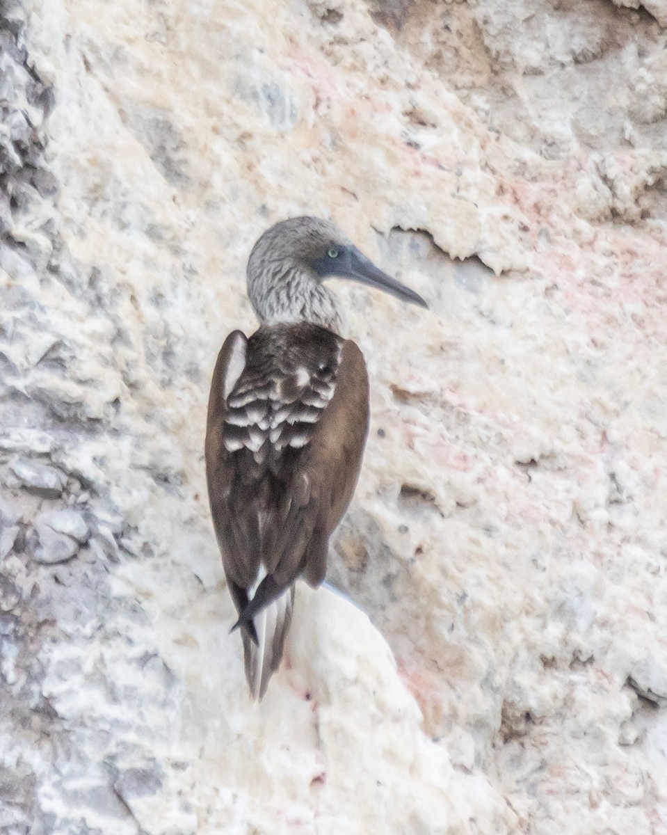 Blue-footed Booby - ML611149406