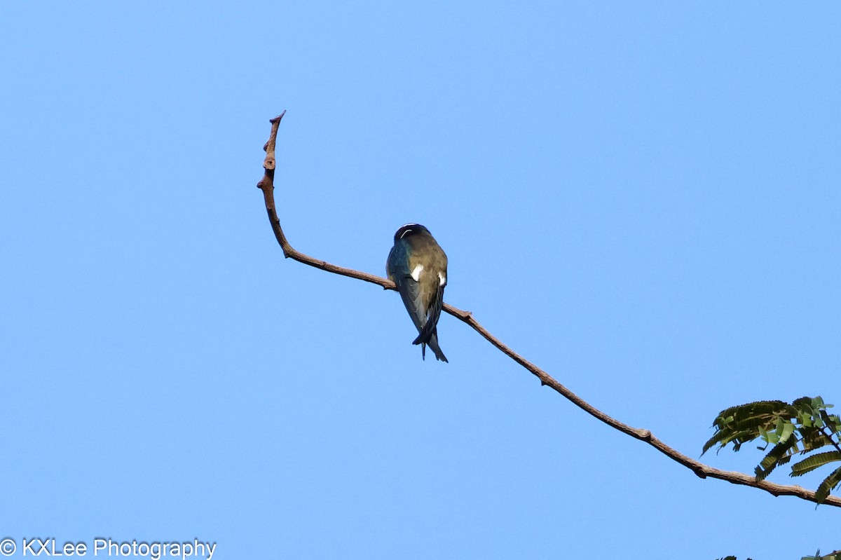 Whiskered Treeswift - Khai Xian Lee