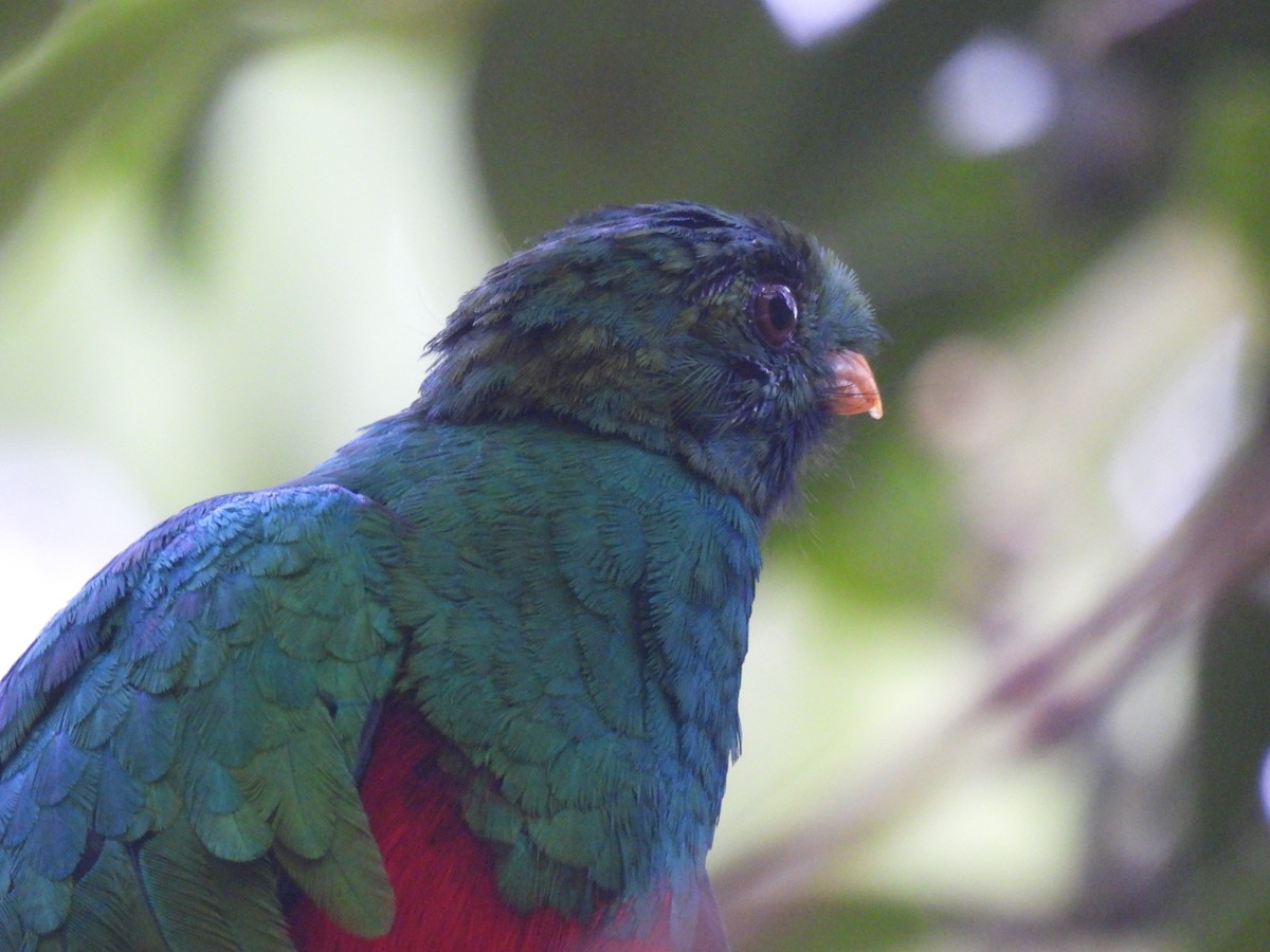 Golden-headed Quetzal - ML611149524