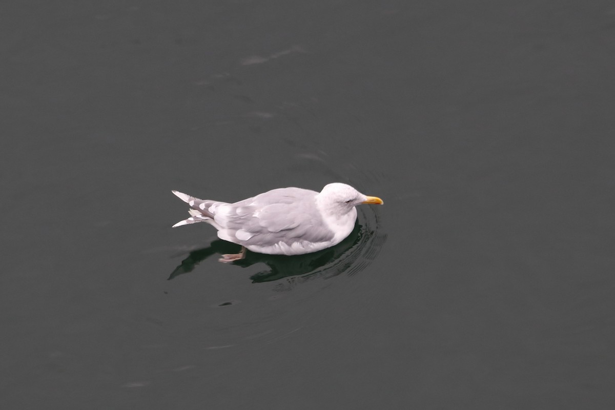 Glaucous-winged Gull - ML611149576