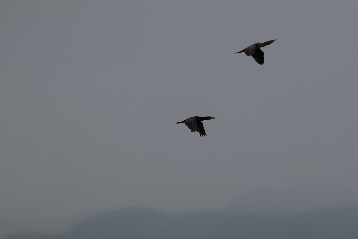 Double-crested Cormorant - ML611149578