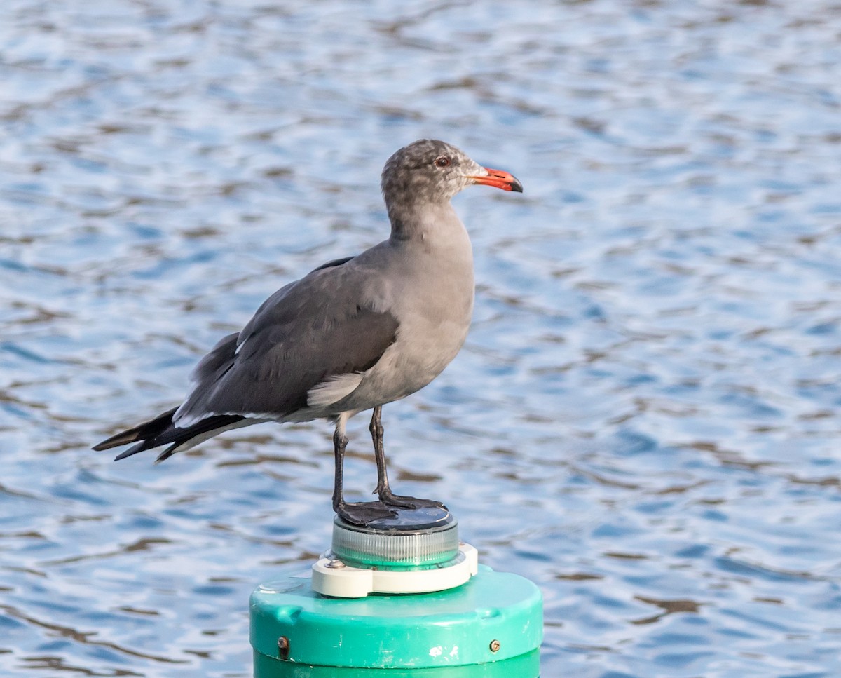 Heermann's Gull - ML611149583