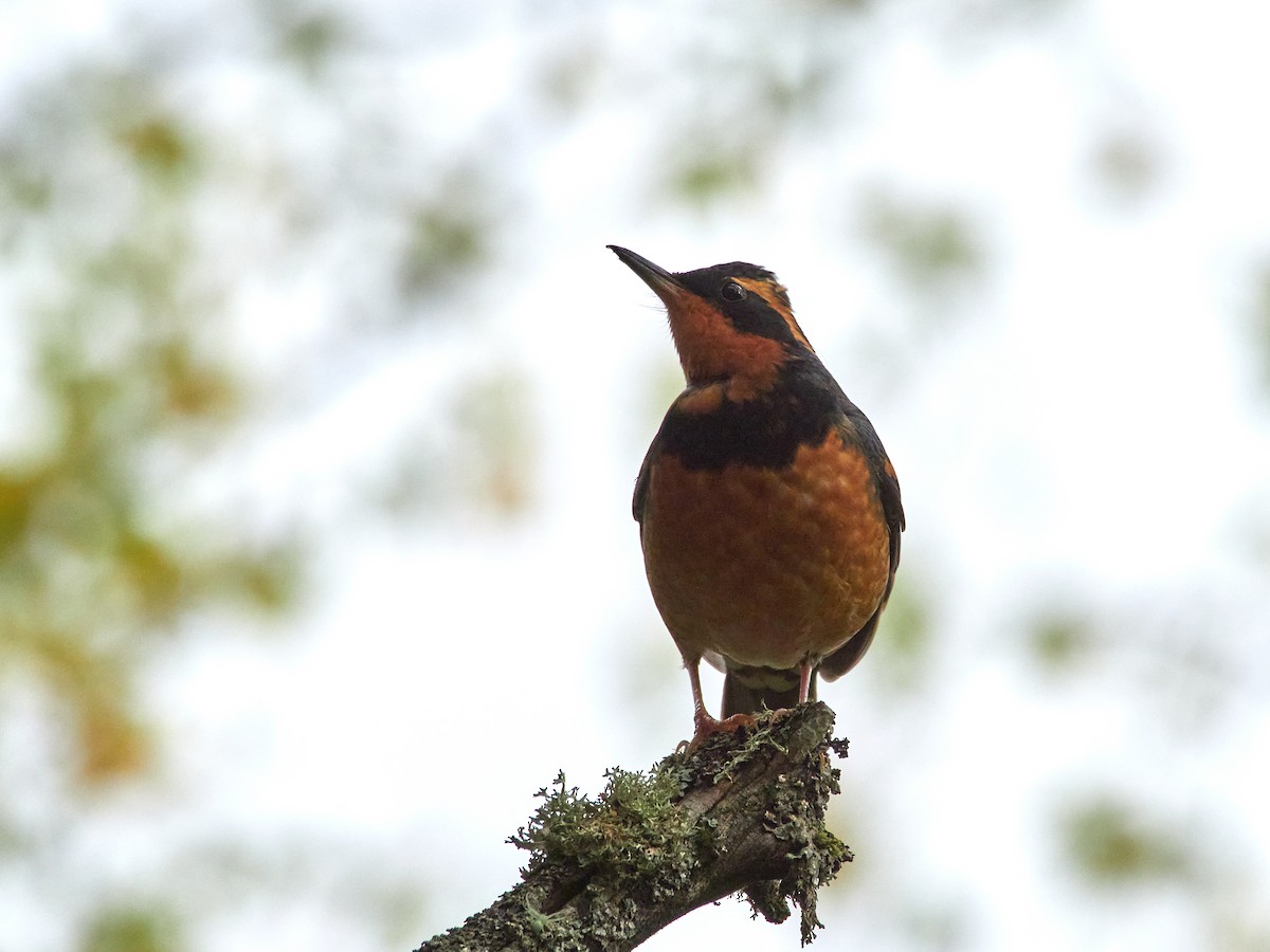 Varied Thrush - ML611149645