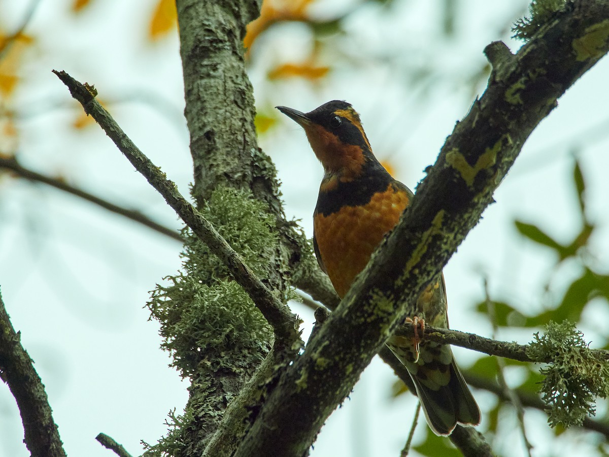 Varied Thrush - ML611149646