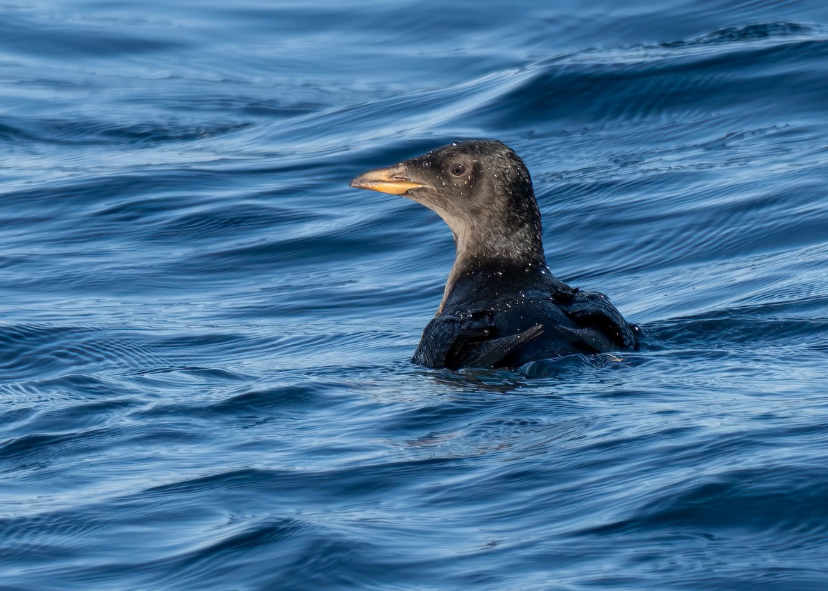 Rhinoceros Auklet - Julio Mulero