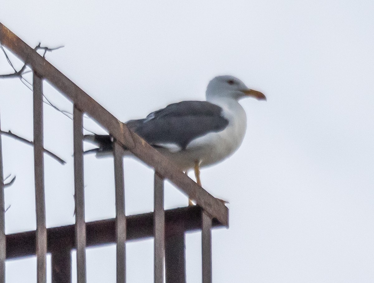 Yellow-footed Gull - ML611149892