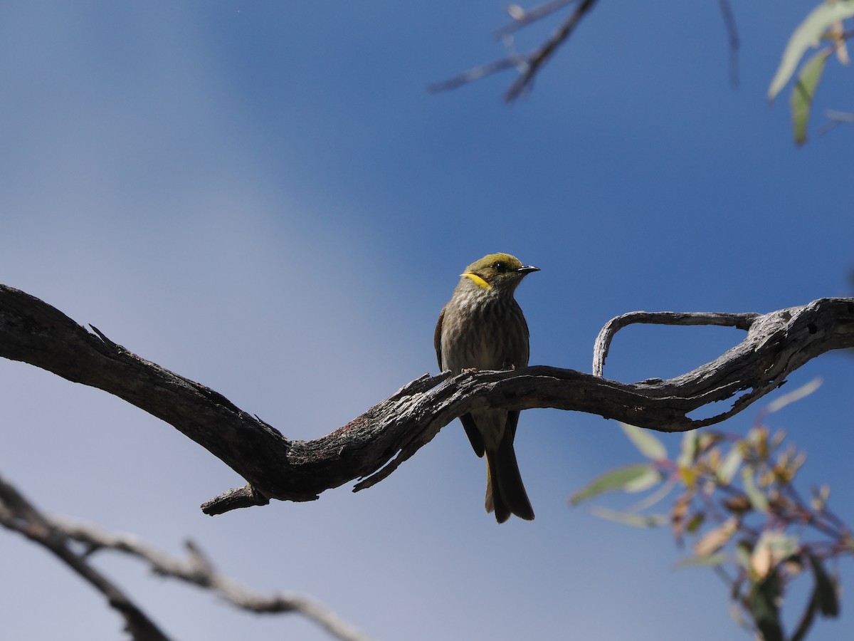 Yellow-plumed Honeyeater - ML611149894