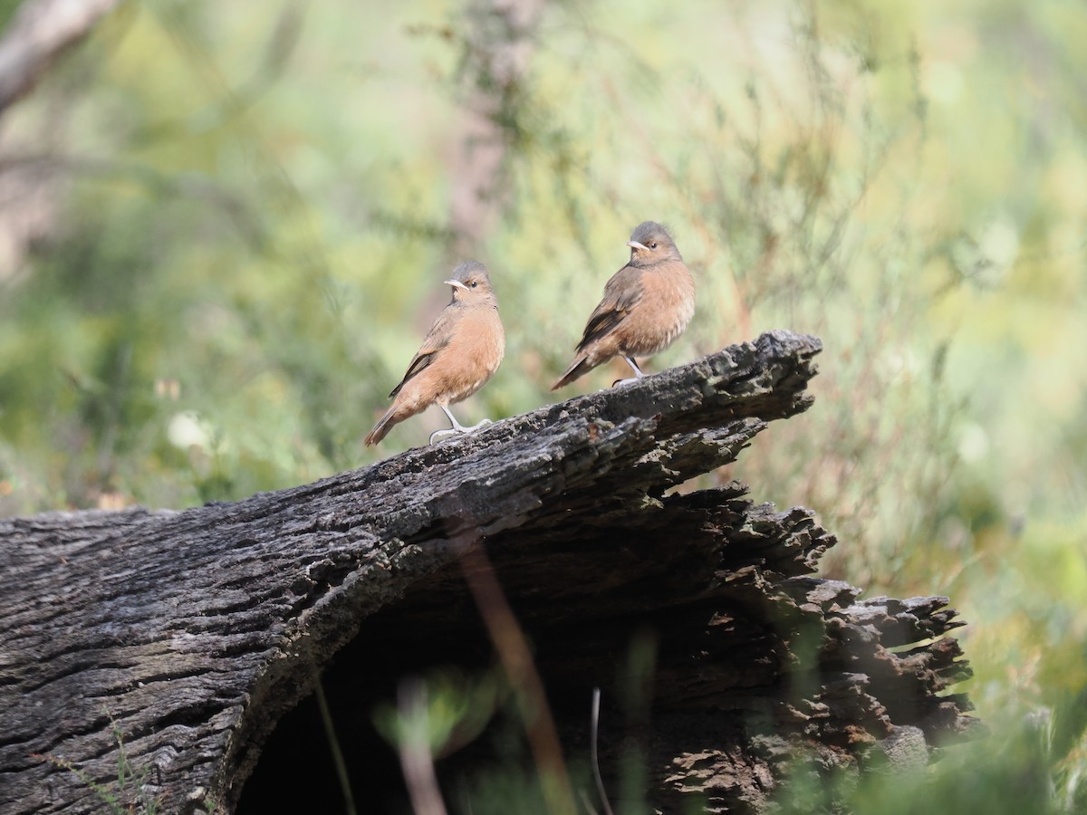 Rufous Treecreeper - ML611149905