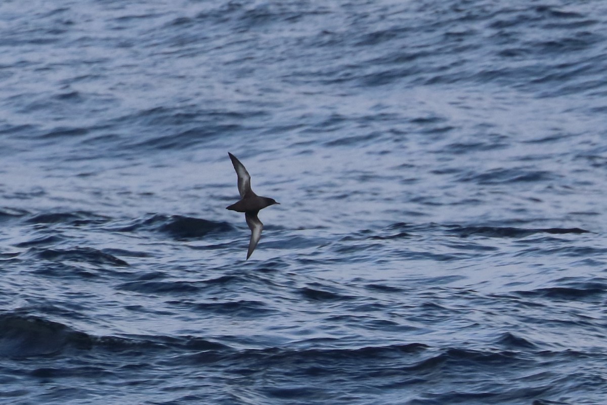 Sooty Shearwater - ML611149938