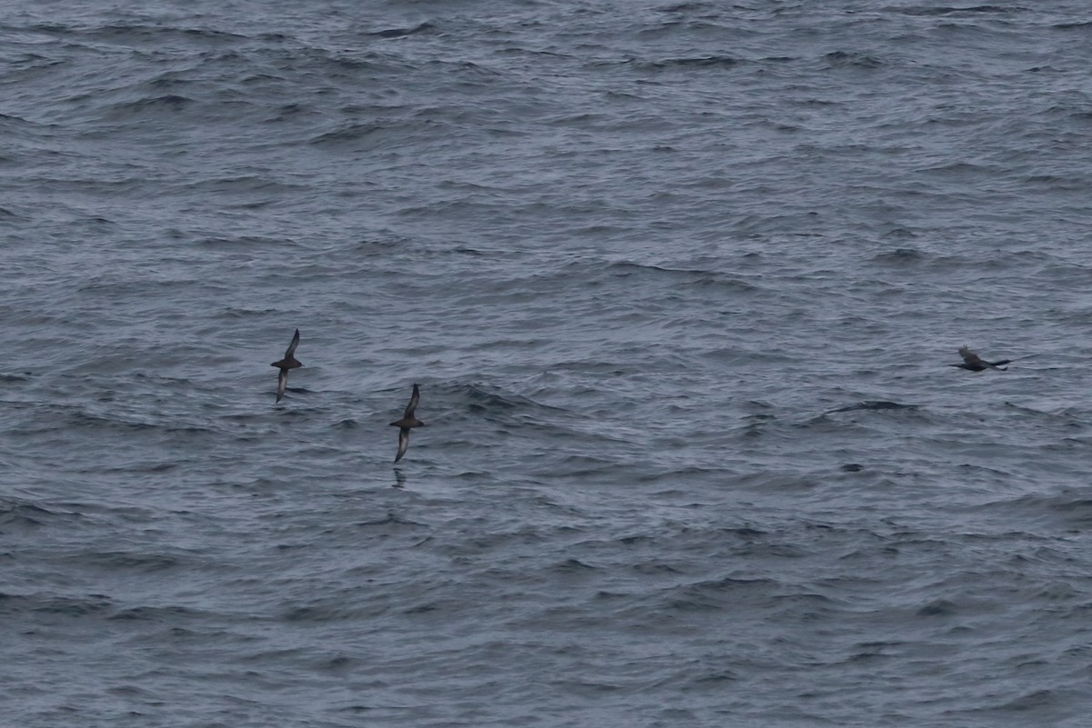 Sooty Shearwater - ML611149939