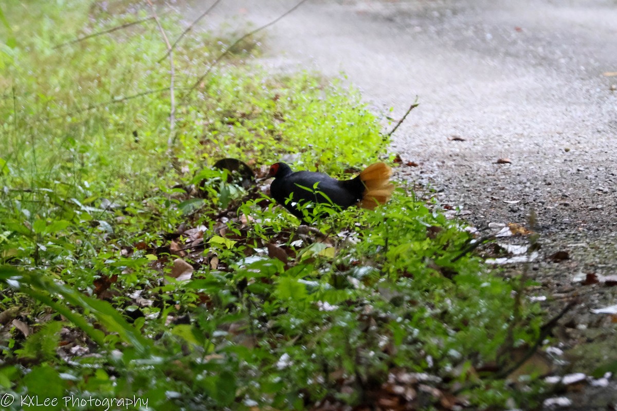 Malayan Crestless Fireback - ML611149962