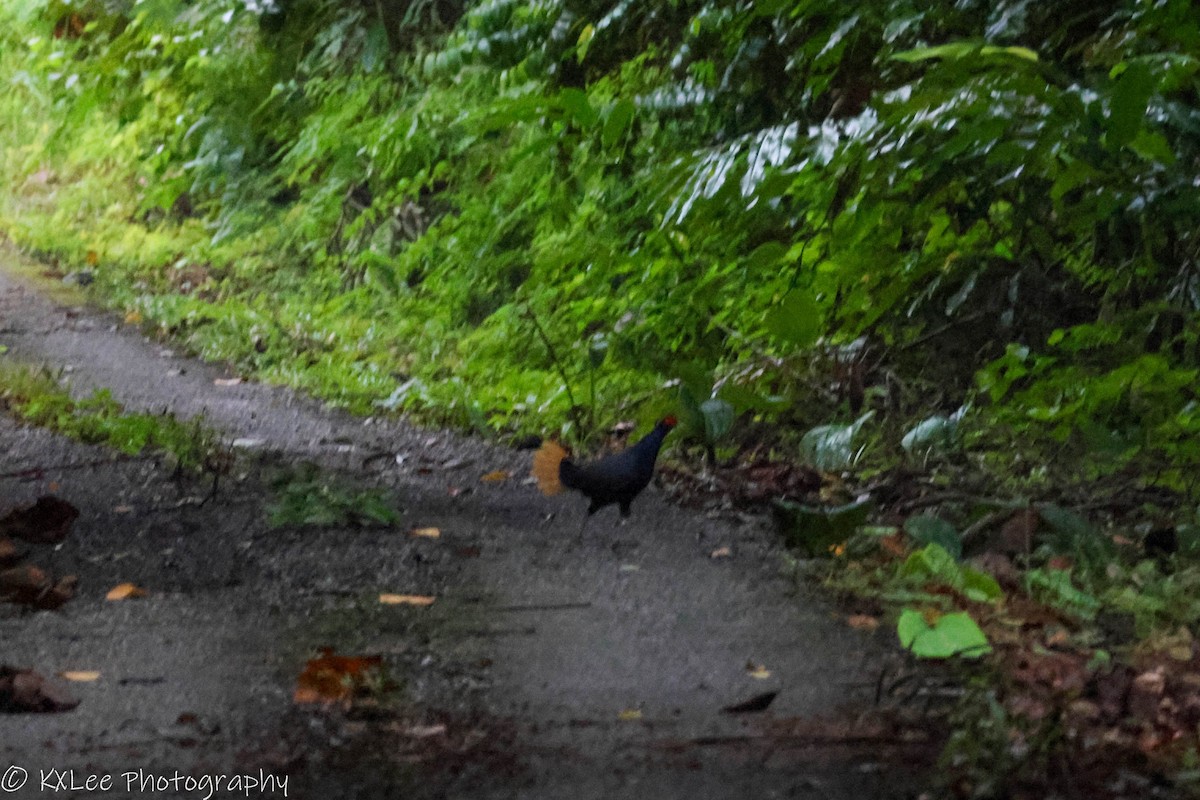 Malayan Crestless Fireback - ML611149963