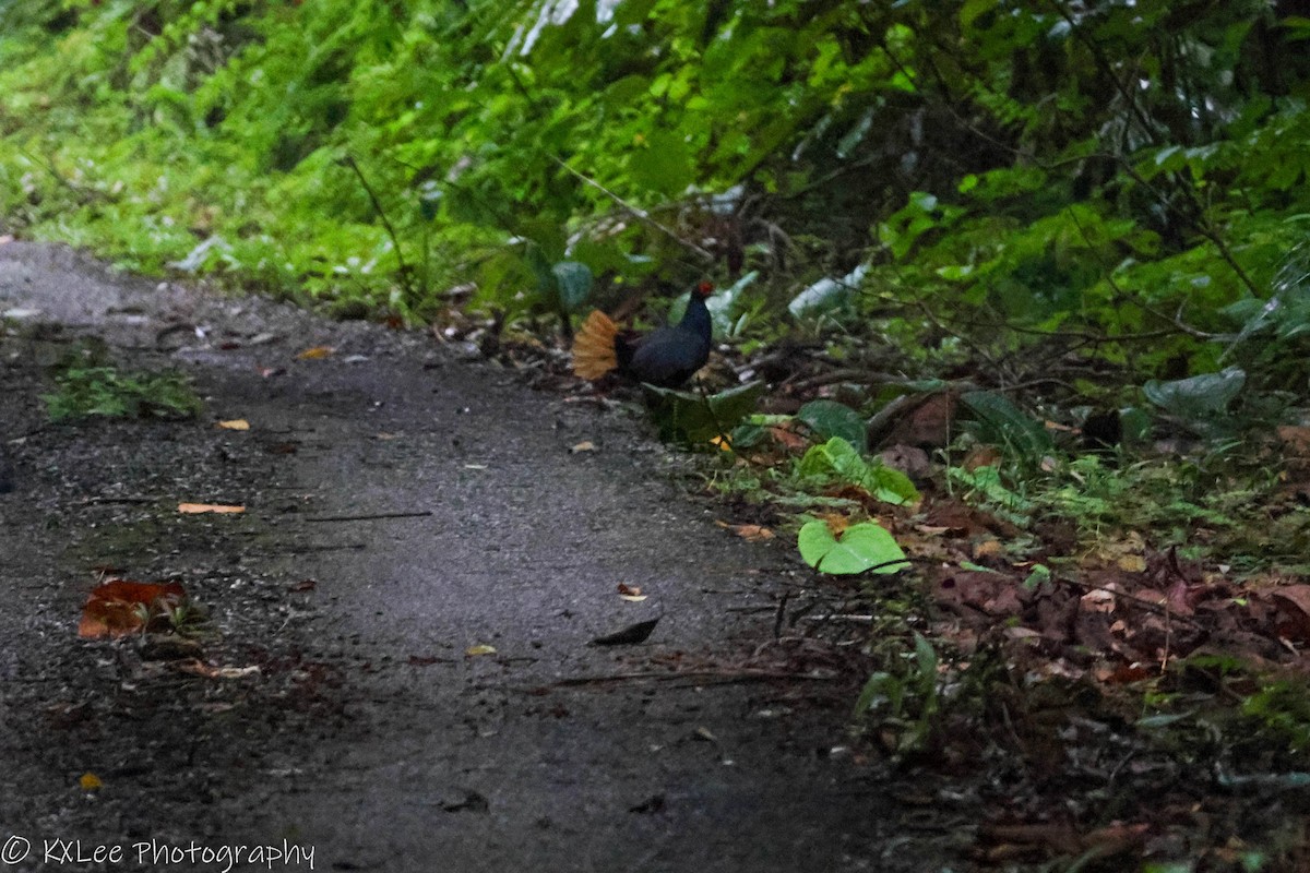 Malayan Crestless Fireback - Khai Xian Lee