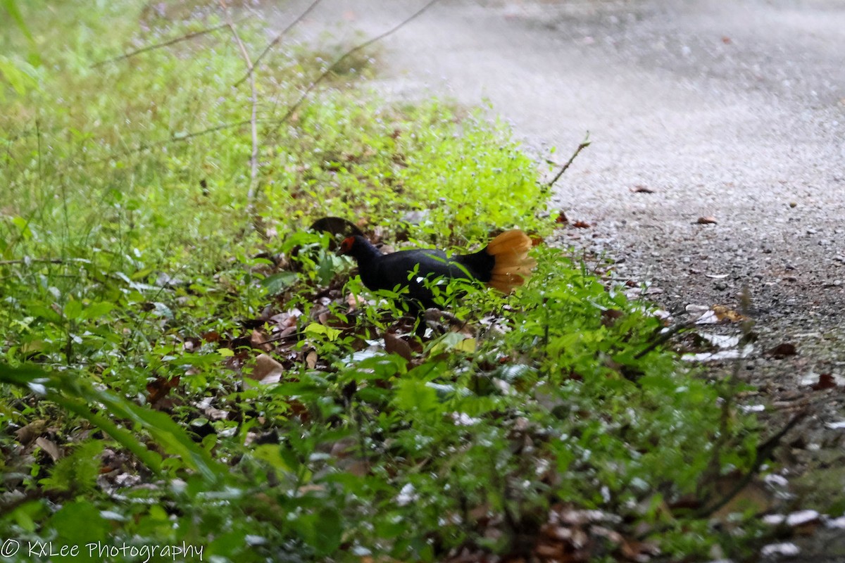 Malayan Crestless Fireback - ML611149965