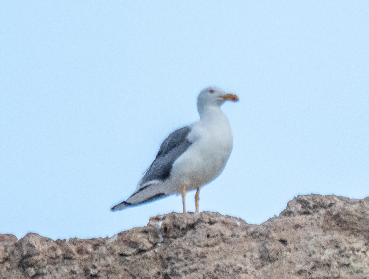 Yellow-footed Gull - ML611149974