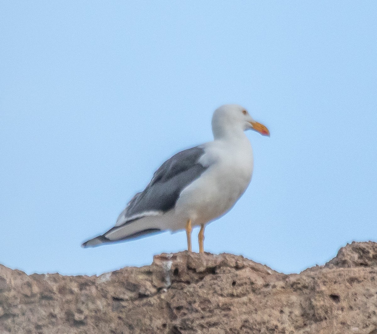 Yellow-footed Gull - Mary-Rose Hoang