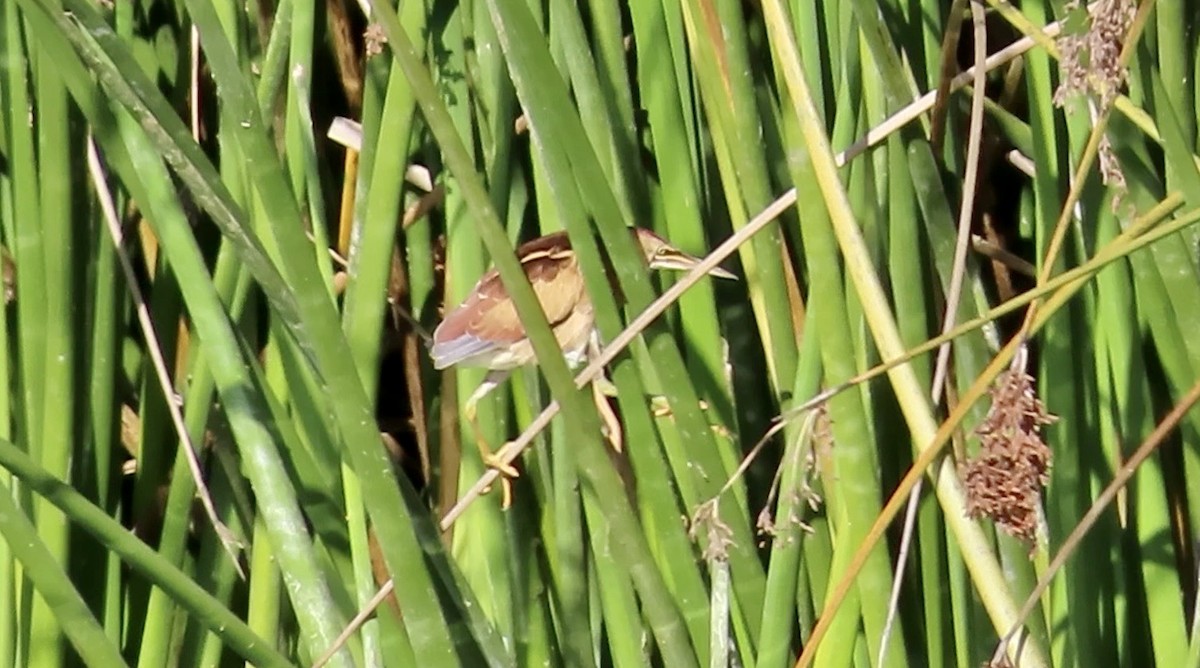 Least Bittern - ML611149995