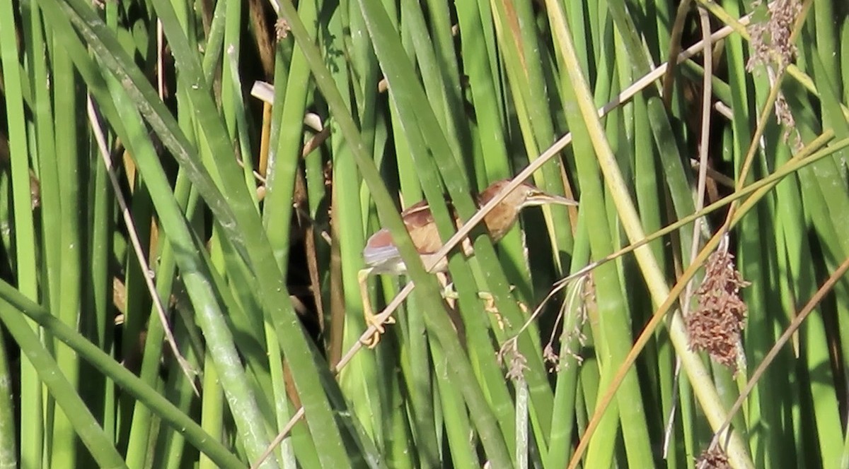 Least Bittern - ML611149999