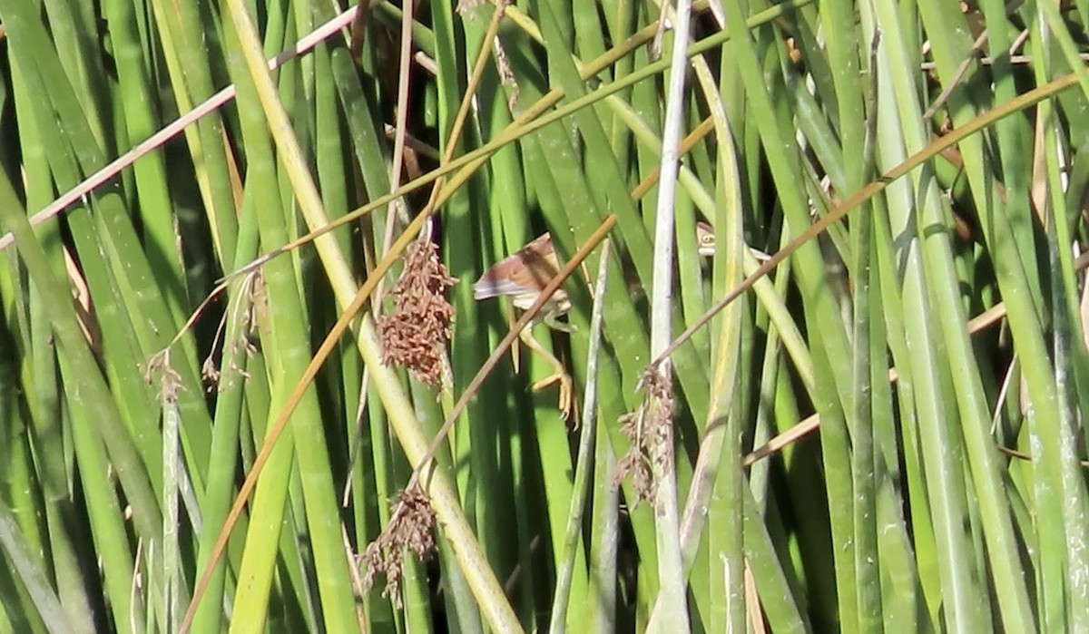 Least Bittern - ML611150003
