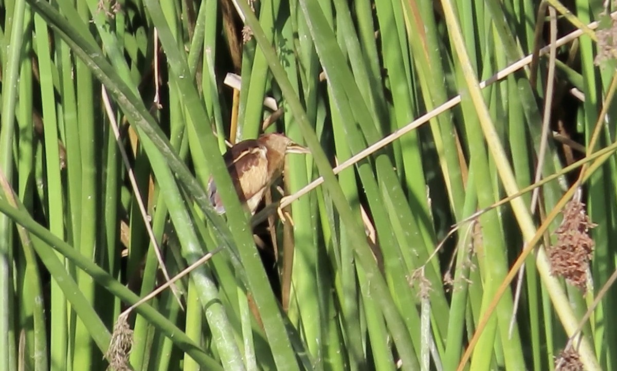 Least Bittern - ML611150004
