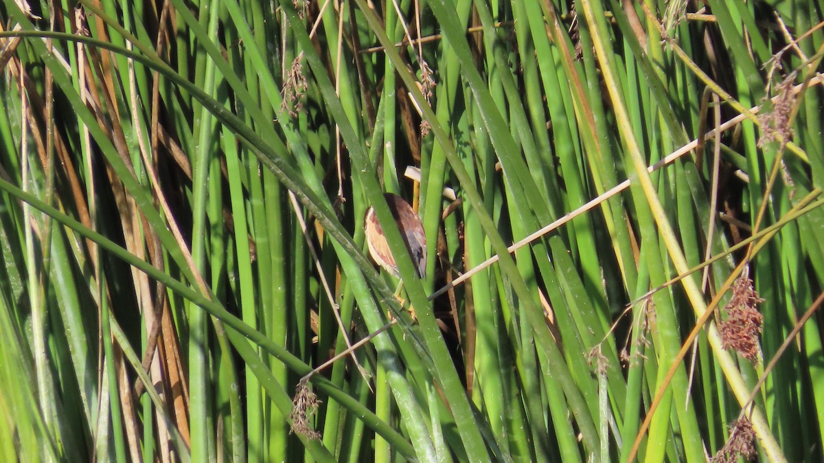 Least Bittern - ML611150007