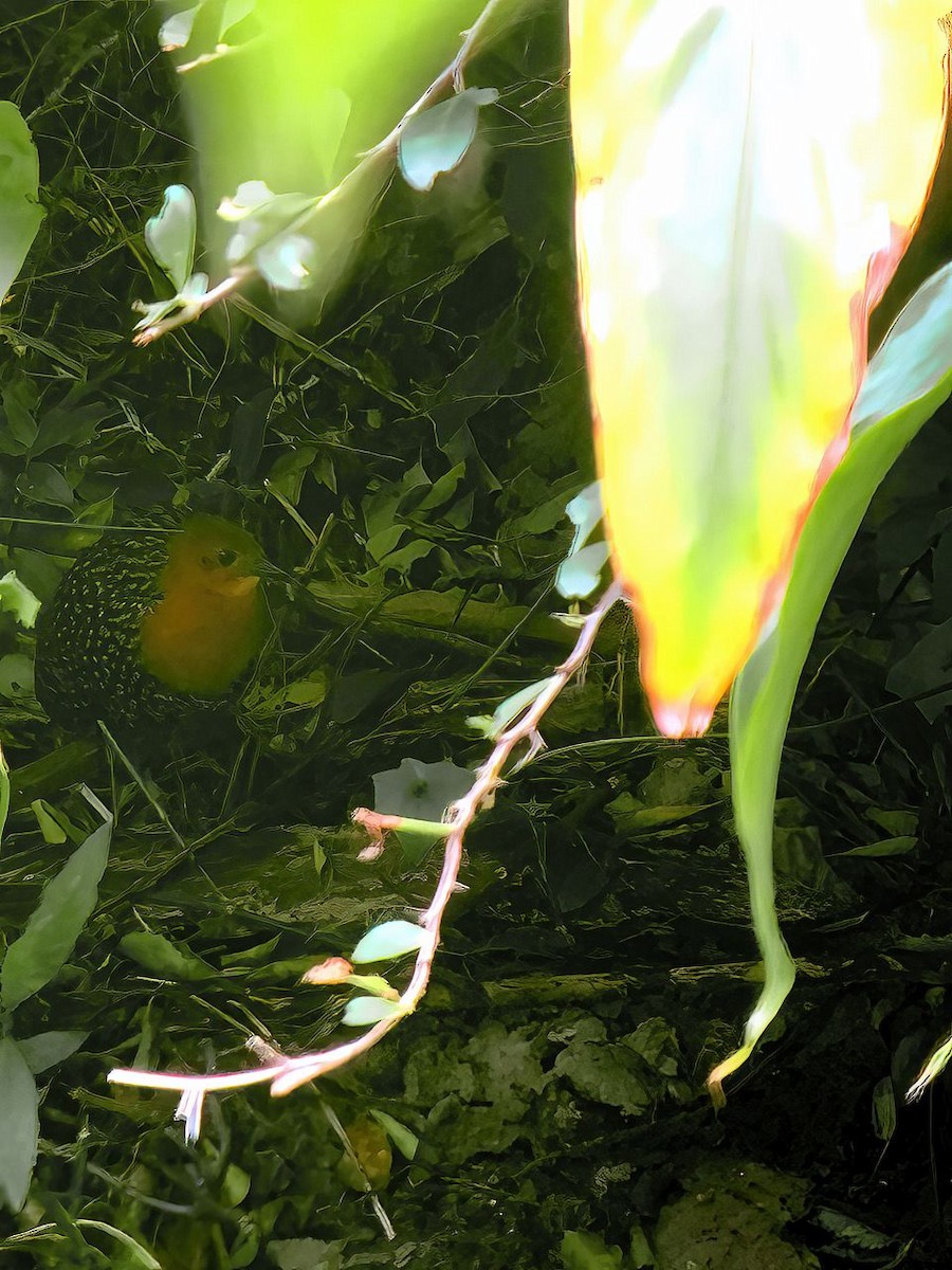 Buff-spotted Flufftail - ML611150019