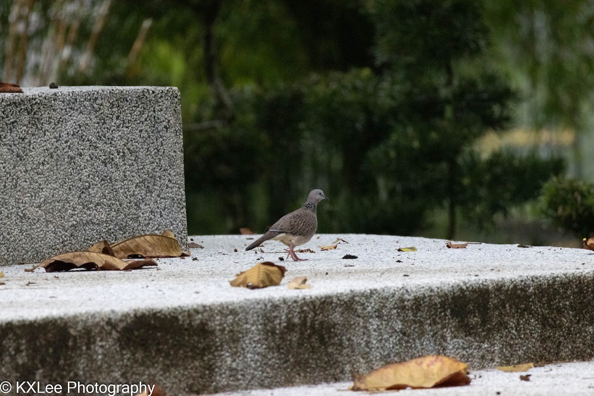 Spotted Dove - ML611150033
