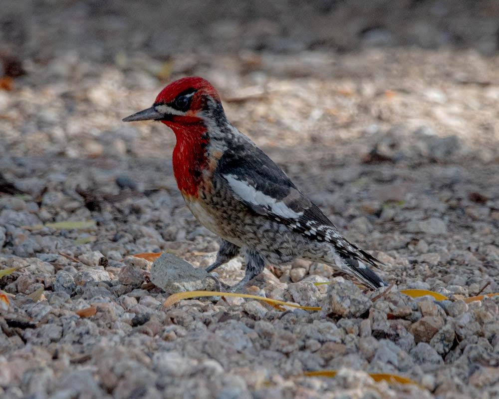 Red-naped x Red-breasted Sapsucker (hybrid) - David Griffin