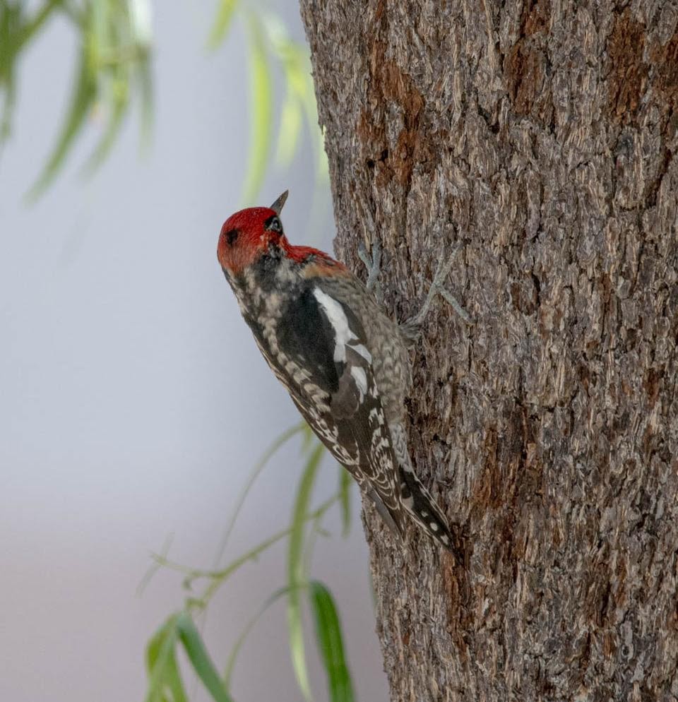 Red-naped x Red-breasted Sapsucker (hybrid) - David Griffin