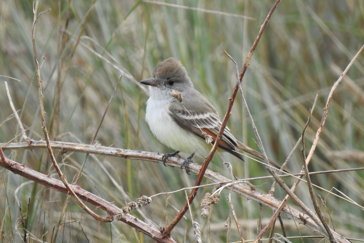 Ash-throated Flycatcher - ML611150068