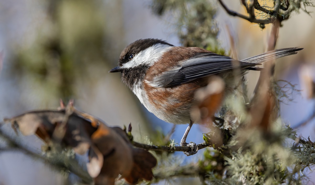 Mésange à dos marron - ML611150176