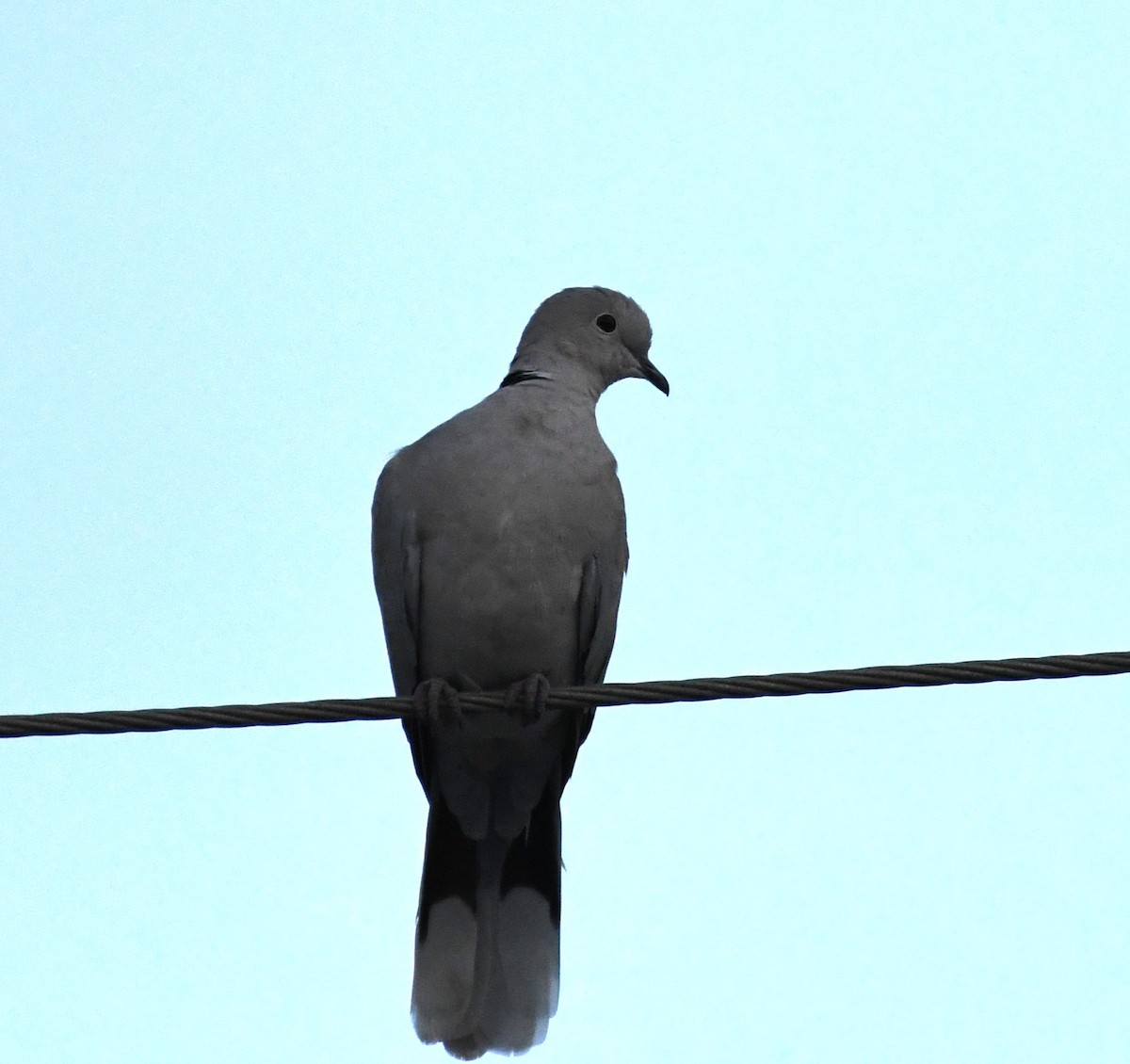 Eurasian Collared-Dove - ML611150269