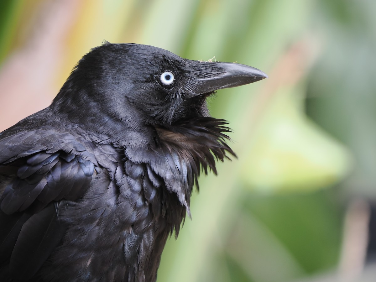 Australian Raven - ML611150336