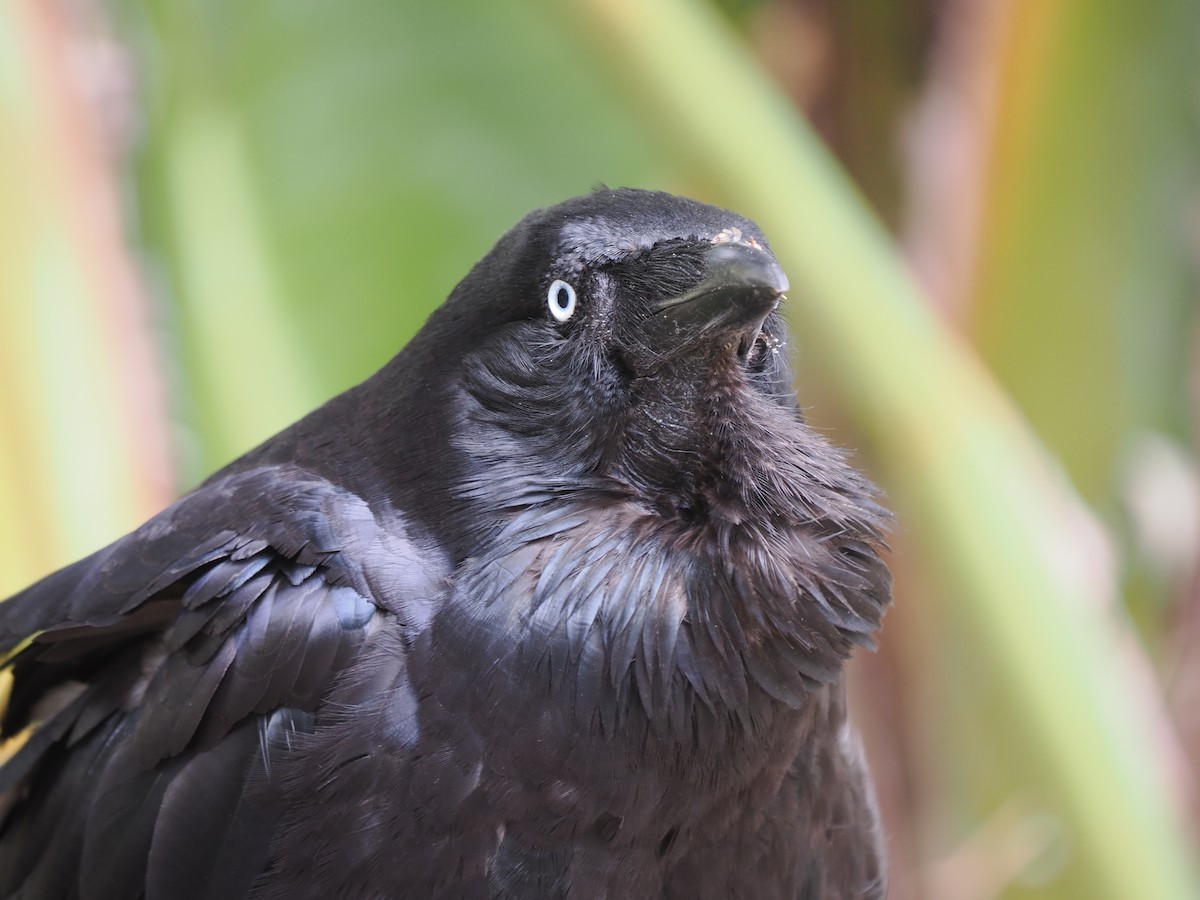 Australian Raven - ML611150337