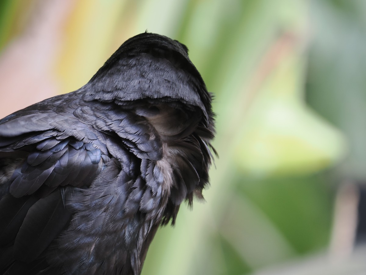 Australian Raven - ML611150338