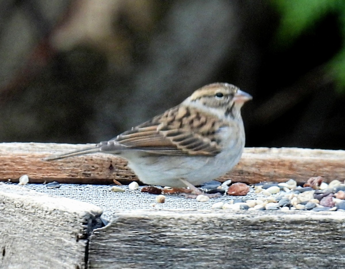 Chipping Sparrow - ML611150518