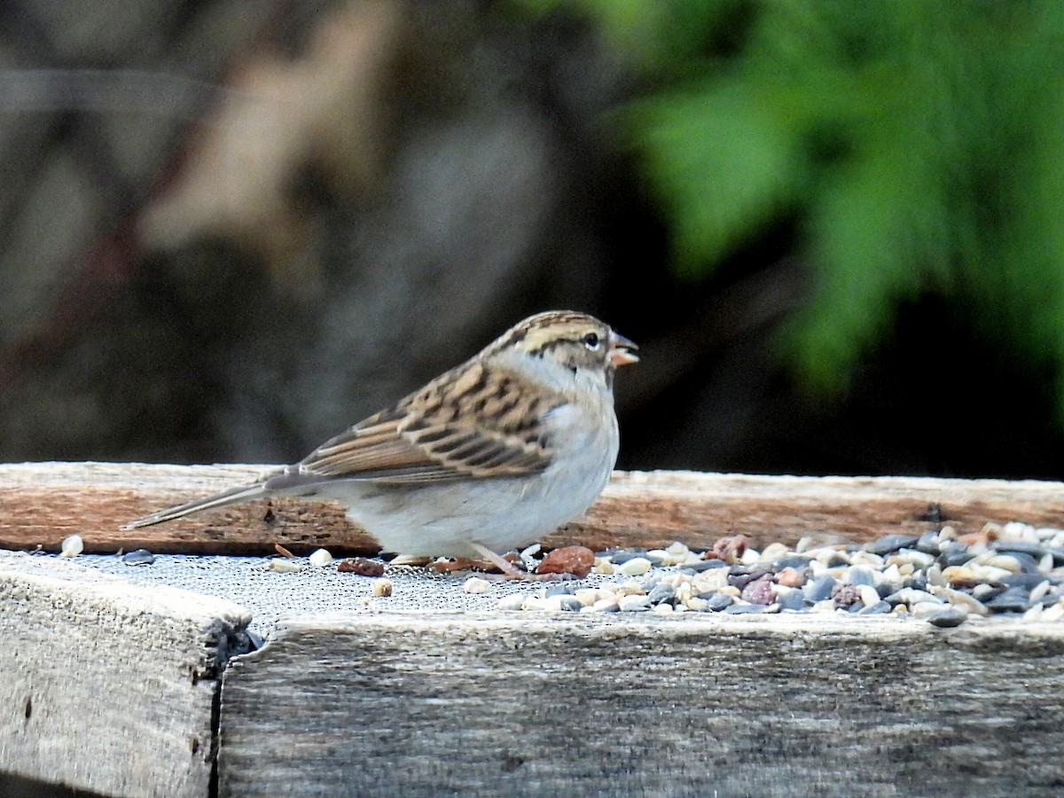 Chipping Sparrow - ML611150520