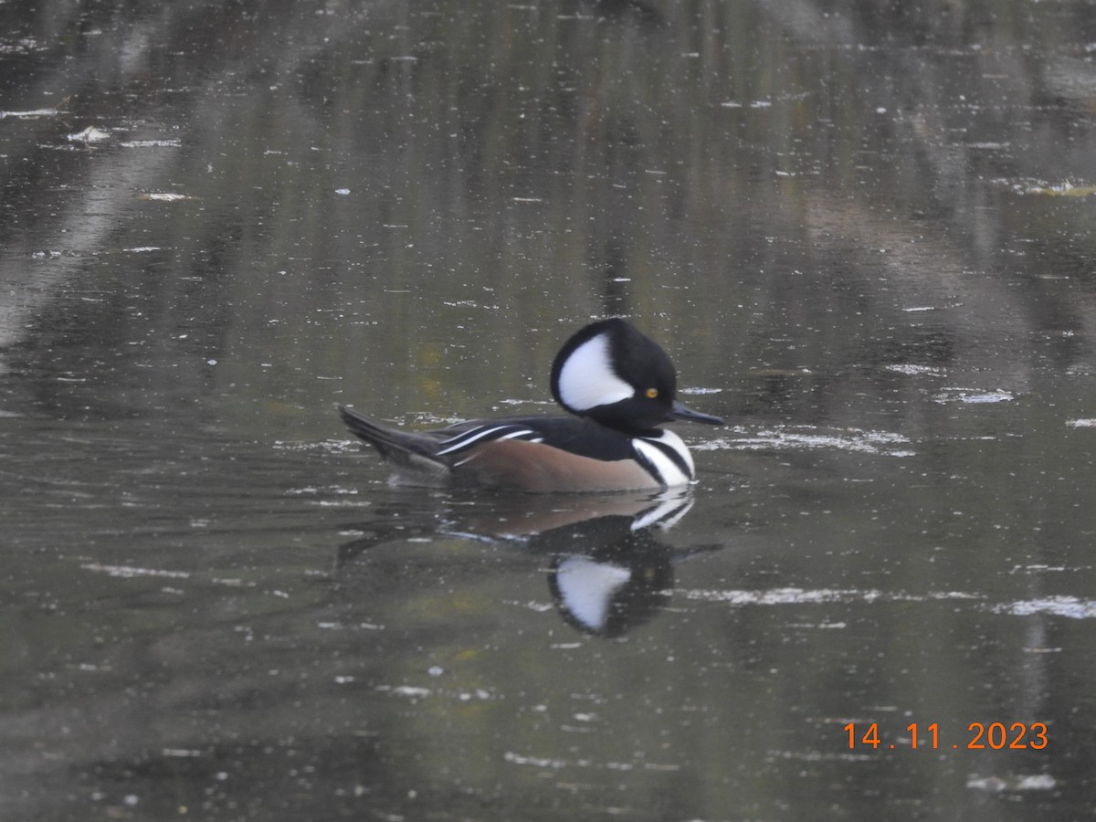 Hooded Merganser - ML611150543