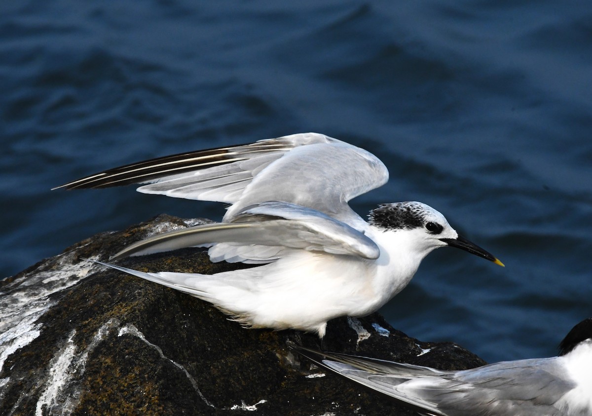 Sandwich Tern - ML611150551