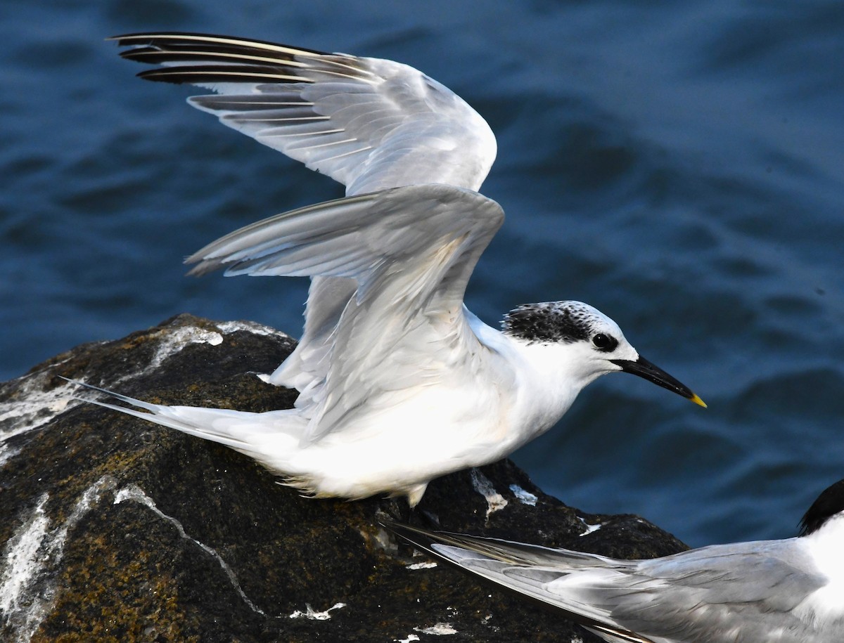 Sandwich Tern - ML611150552