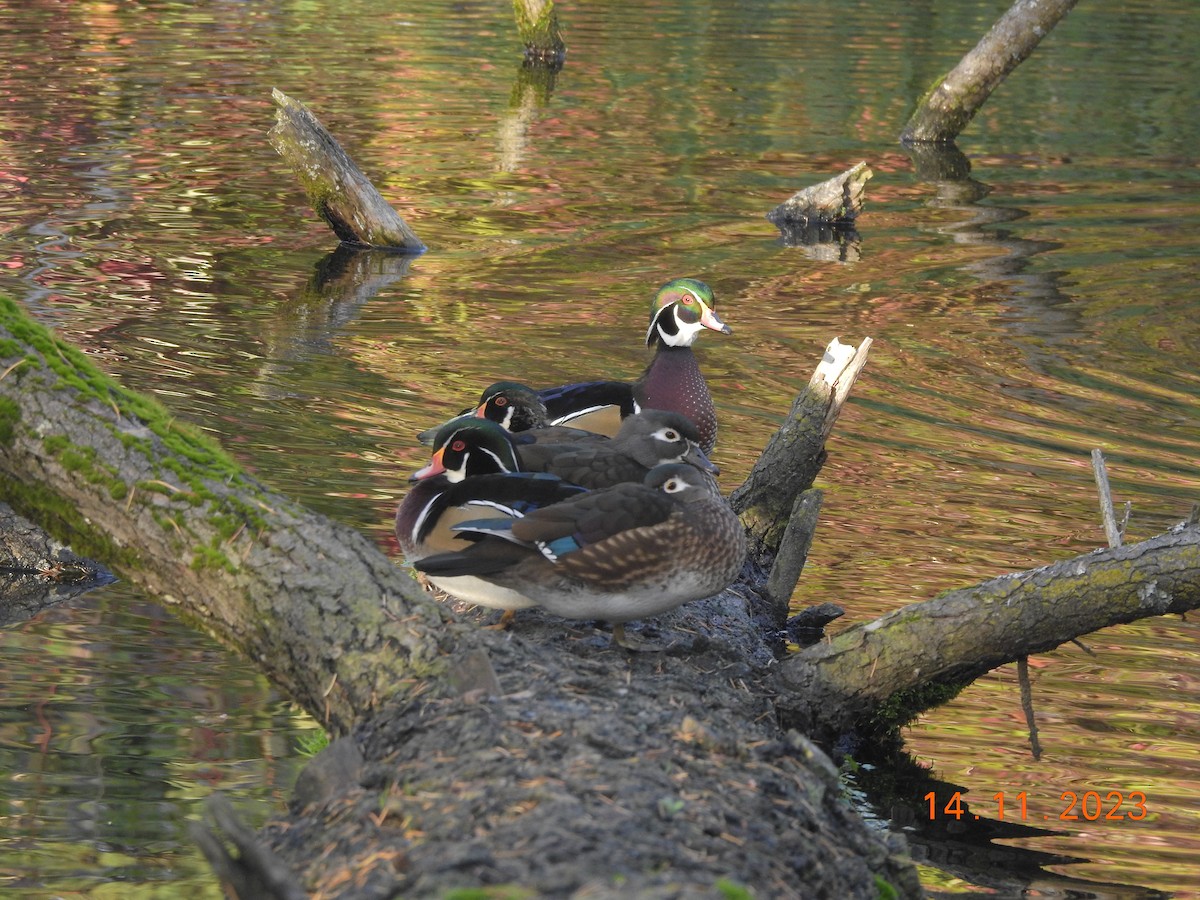 Wood Duck - Isaac Newell