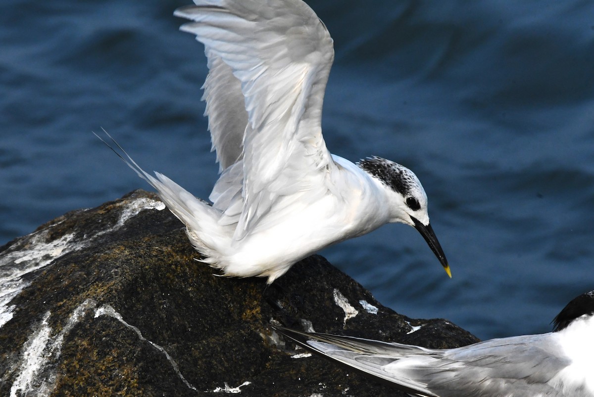 Sandwich Tern - ML611150567