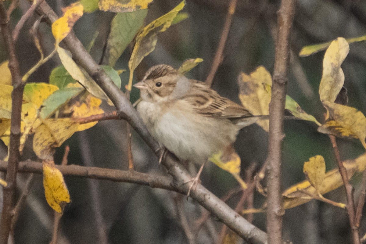 Clay-colored Sparrow - ML611150699