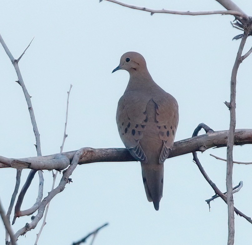 Mourning Dove - ML611150765