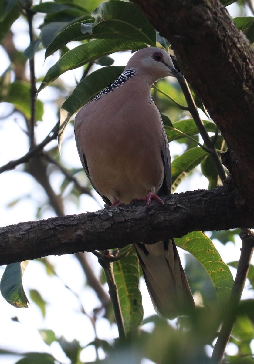 Spotted Dove - ML611150786