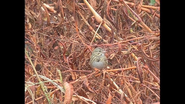 Lincoln's Sparrow - ML611150814