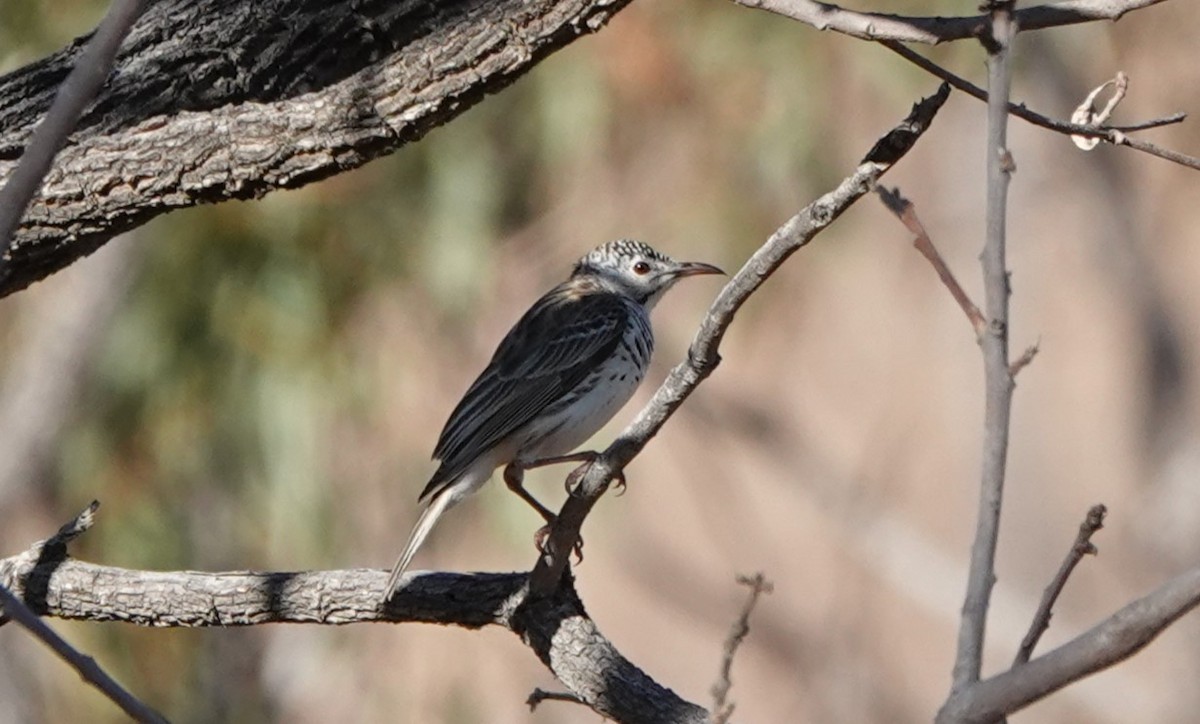 Bar-breasted Honeyeater - Steve Kornfeld