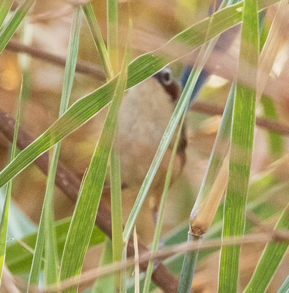 Purple-crowned Fairywren - ML611150940